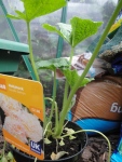 Some New Additions – Hollyhock – Double Salmon